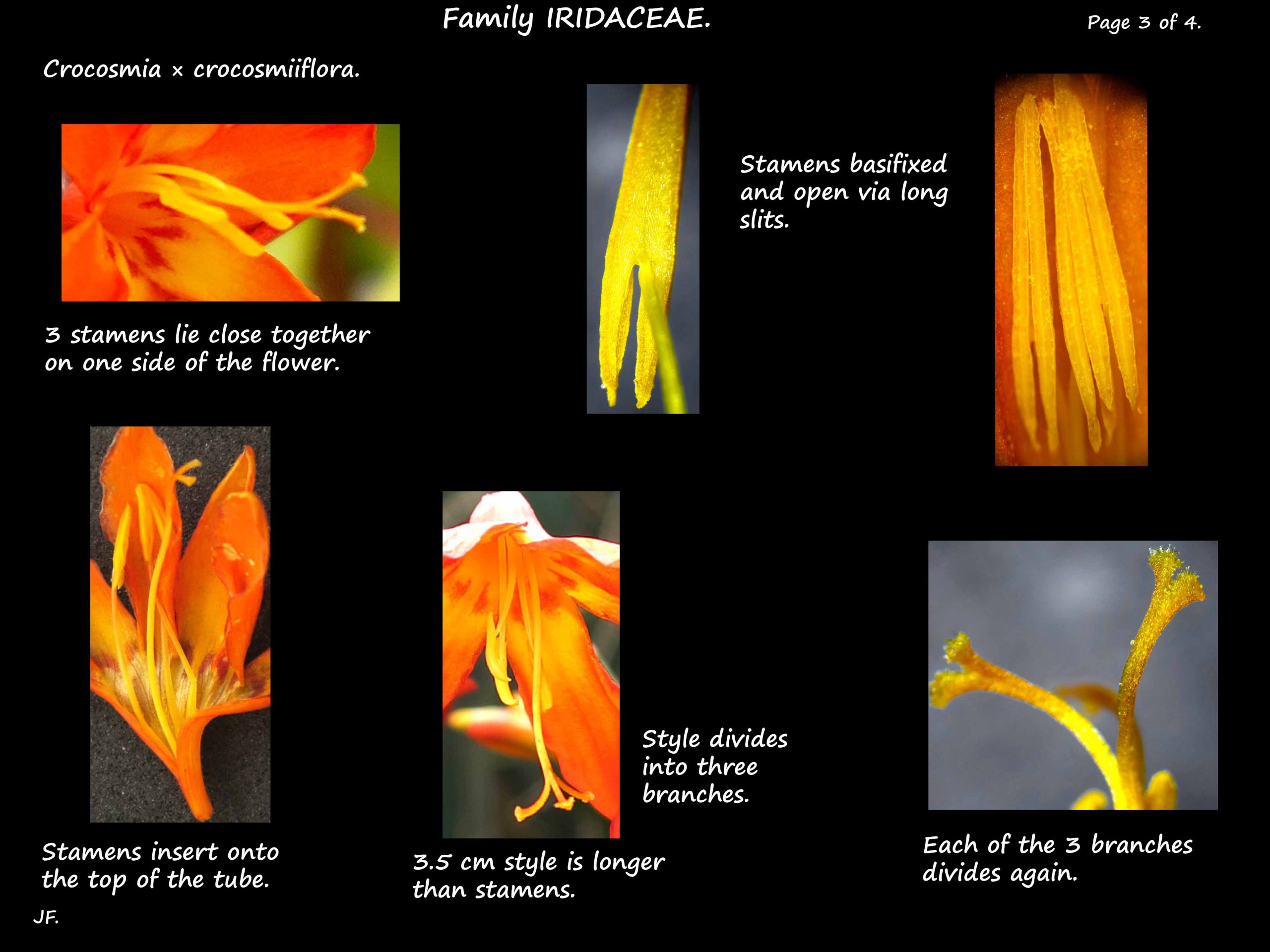 3 Stamens of a Crocosmia hybrid